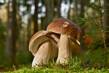 Foraging